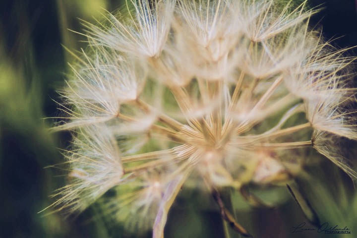 Soffione