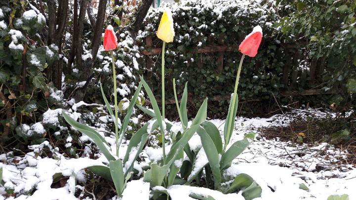 tulips
