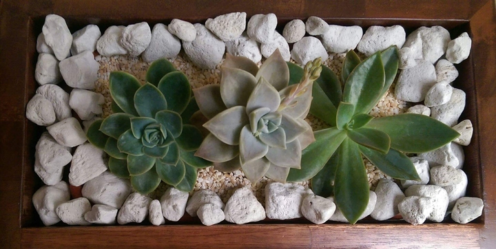 Succulent plants