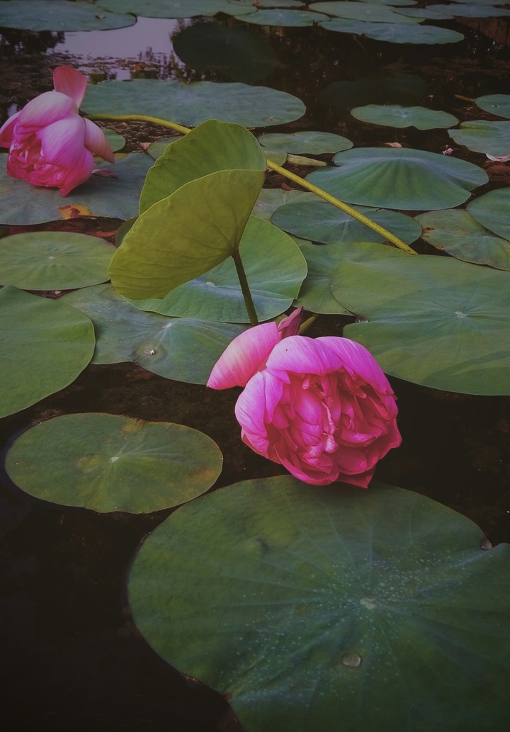 lotus