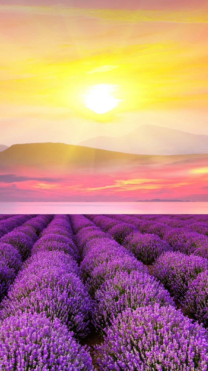 lavender