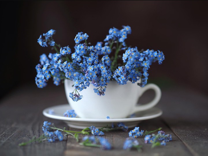 Stilllife