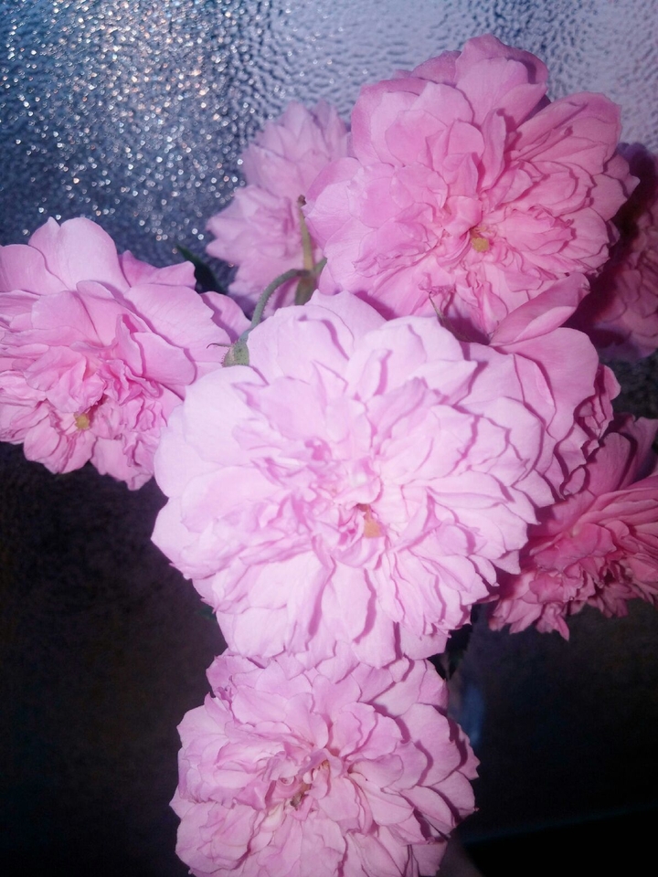 Flores Rosa.