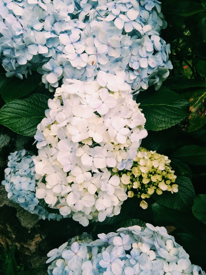 hydrangea