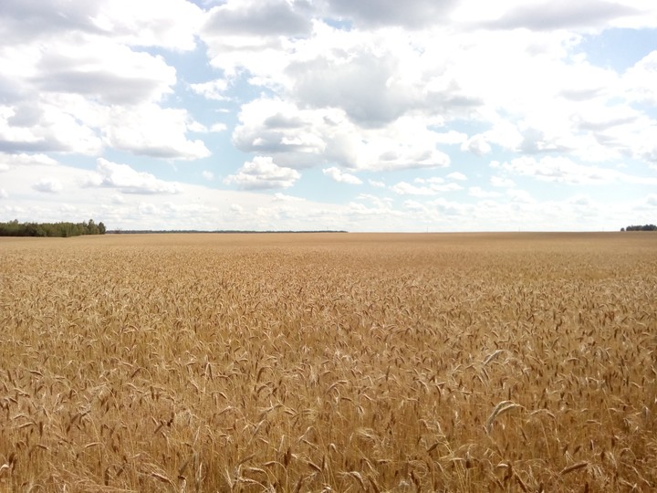 Field