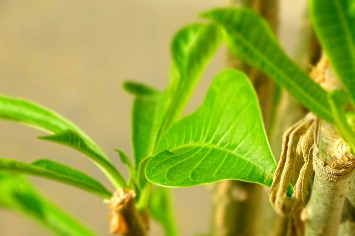 Leaf