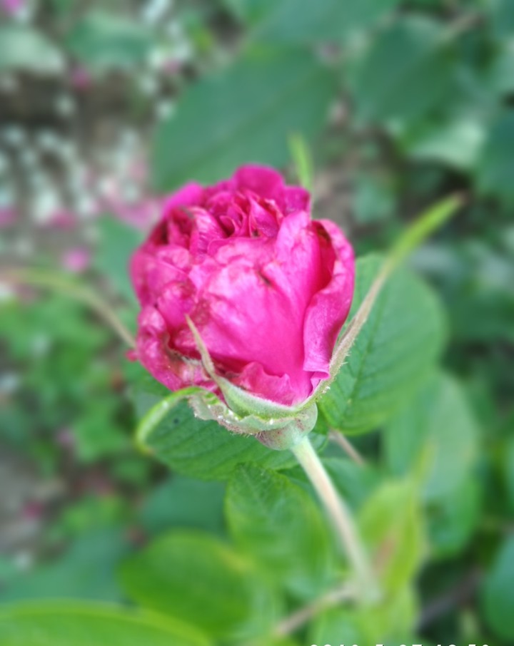 pinki roses