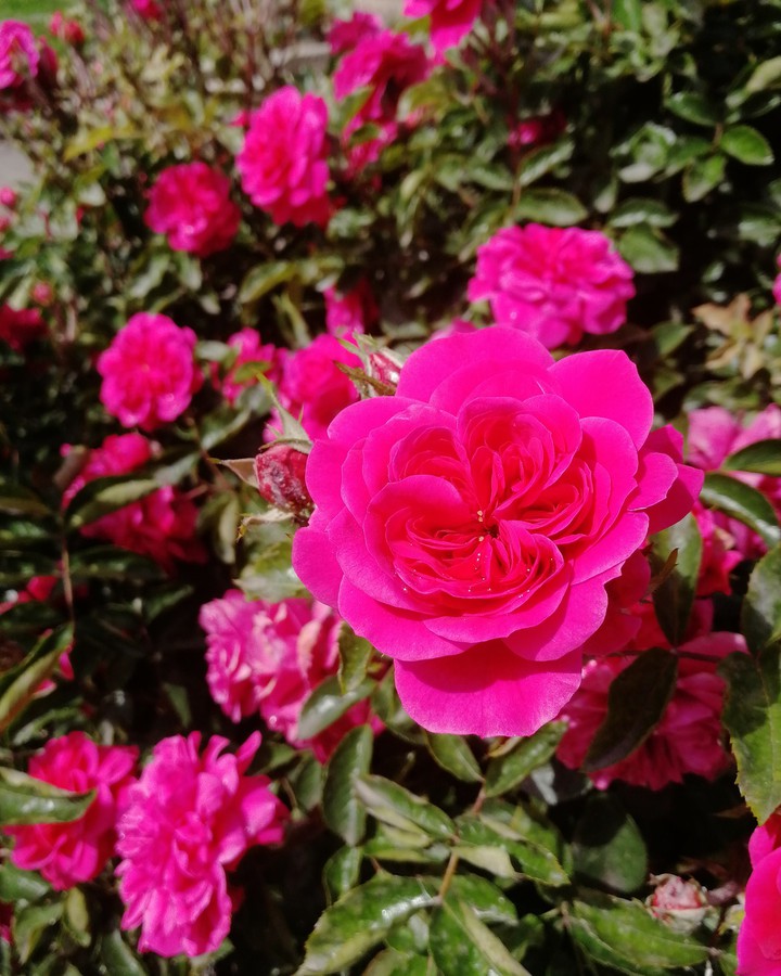 Flowers