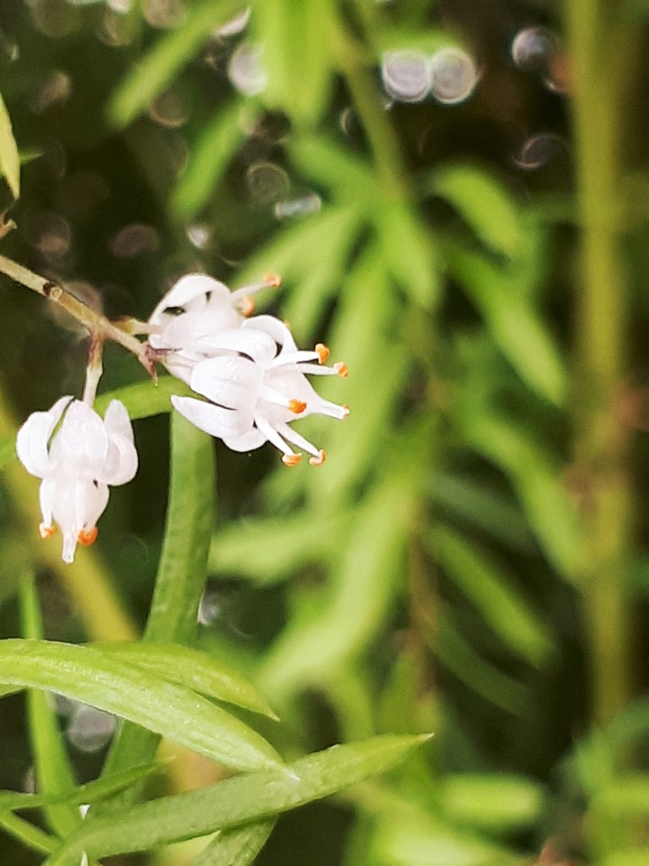 Little white flower
