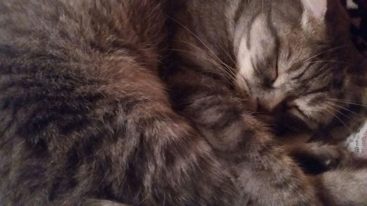 cat