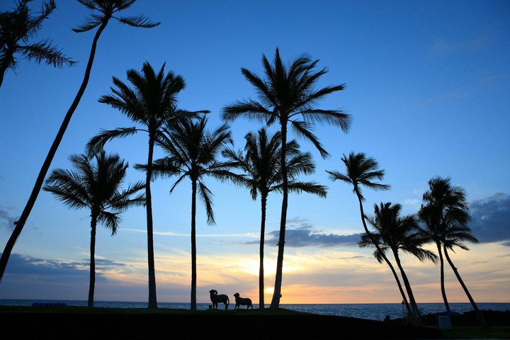 I LOVE PALM