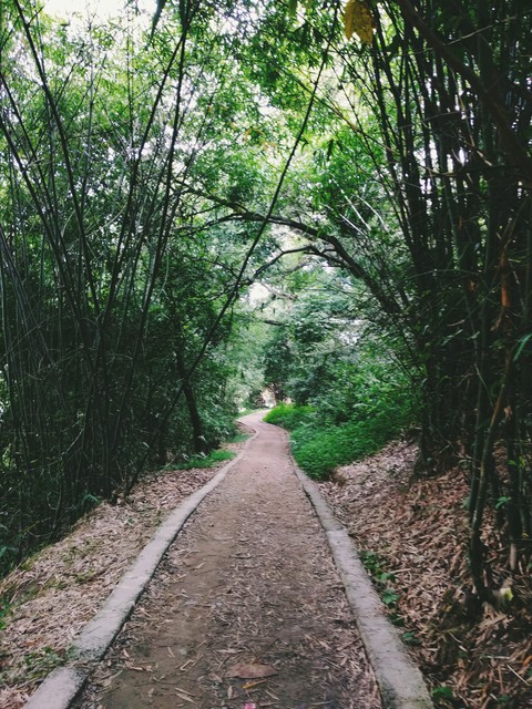 The Woods are Lovely, Dark and Deep!
