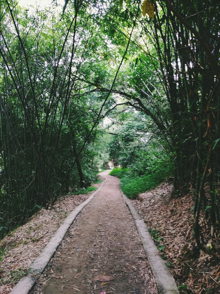 The Woods are Lovely, Dark and Deep!