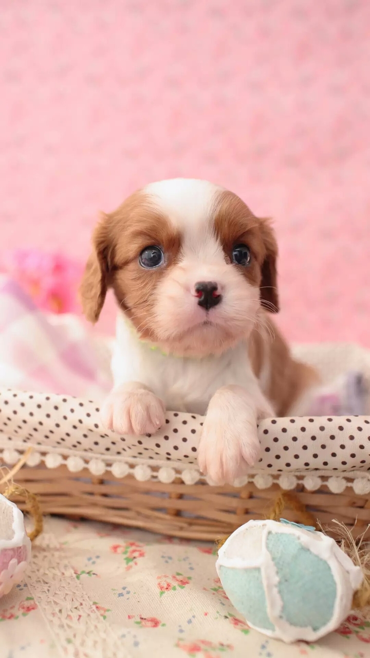 awwww cute puppy