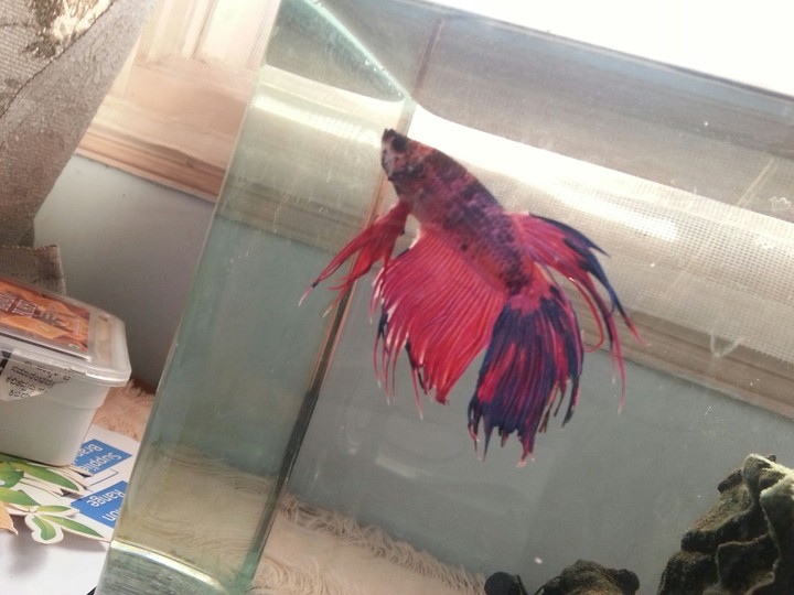 Fighter Fish