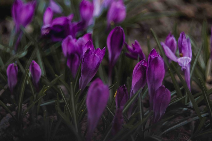 Crocus
