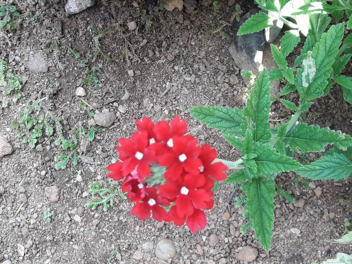 red flowers