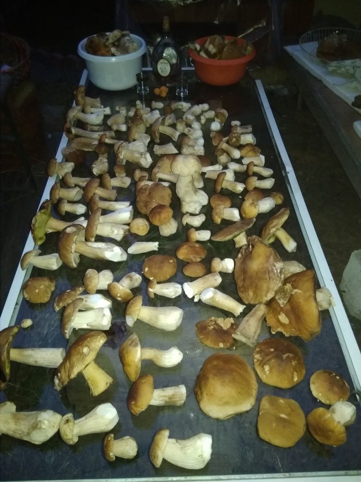 білі гриби