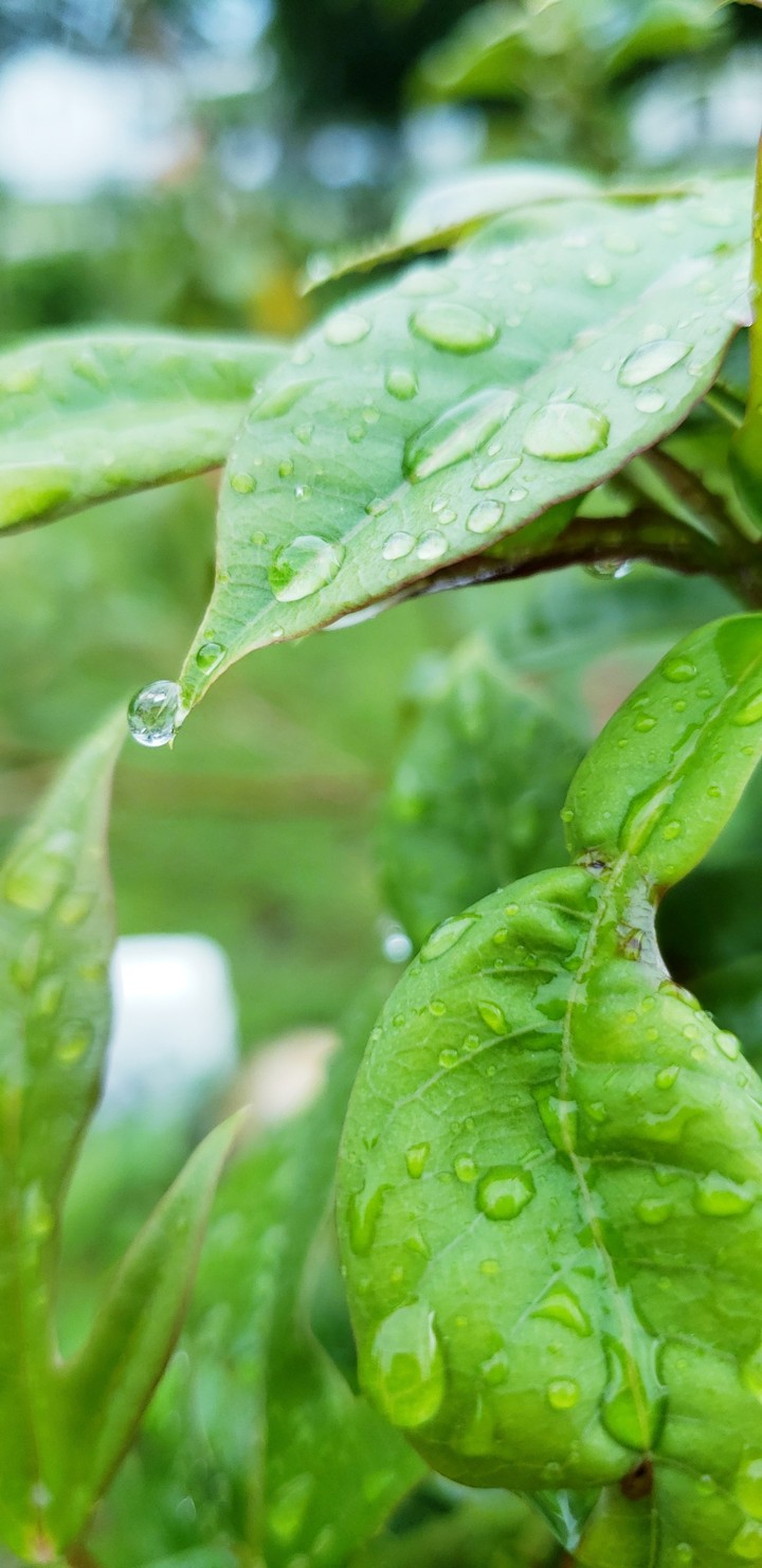 A Water Droplet