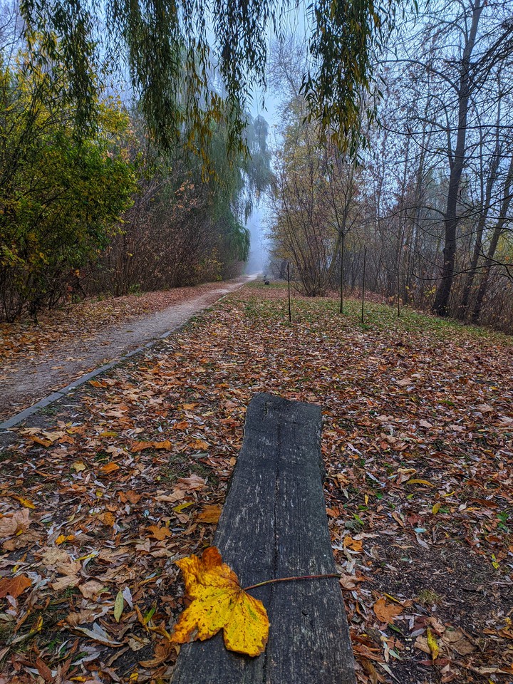 лес