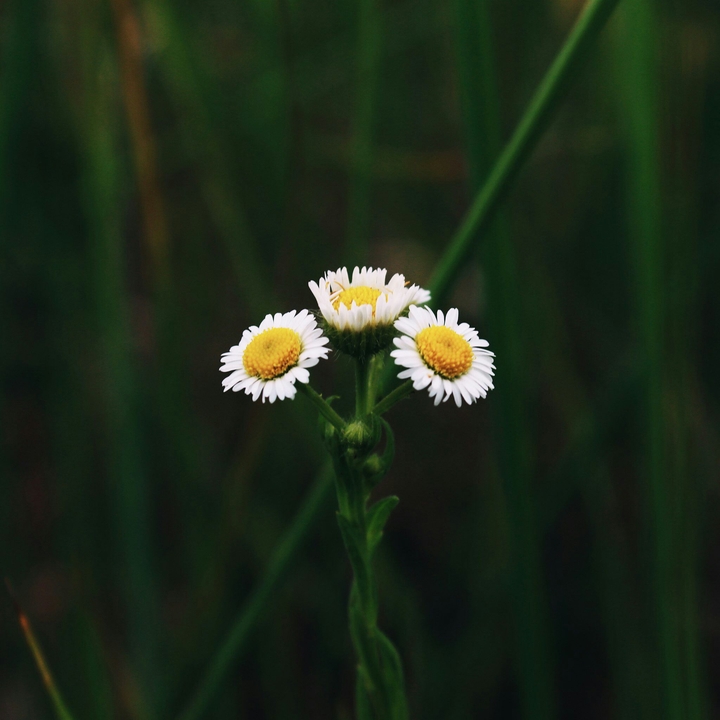 Summer flowers
