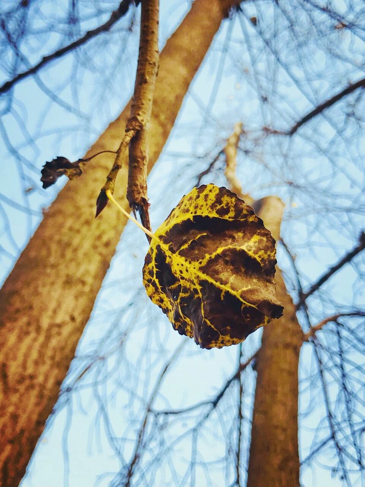 leaves