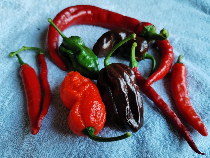 chili pepper