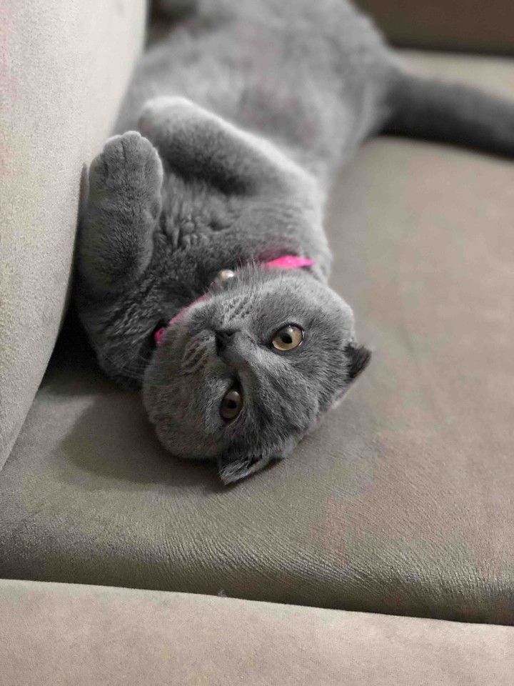 cat