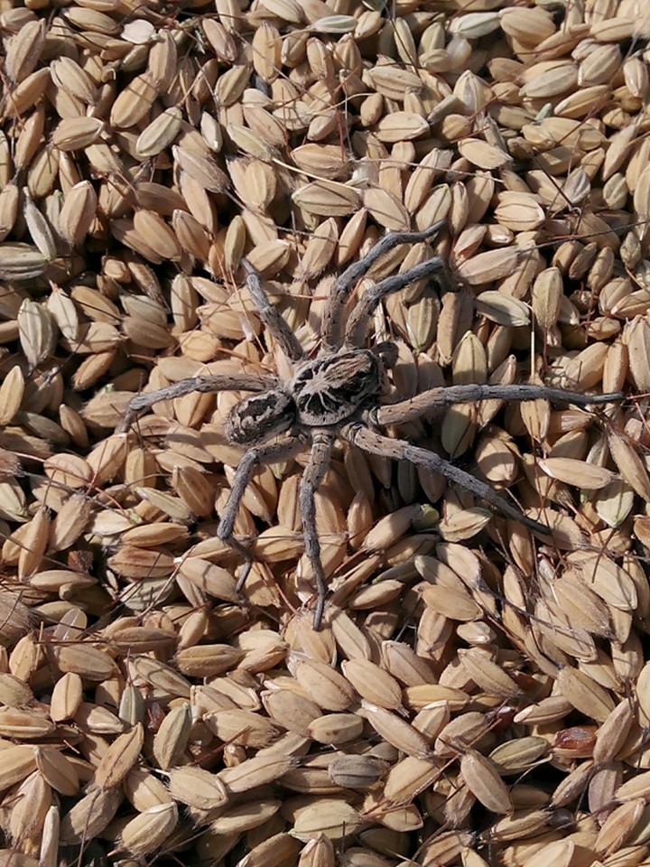 örümcek