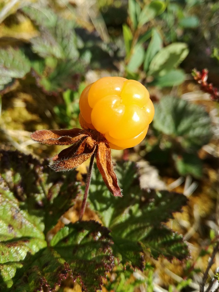 CloudBerry