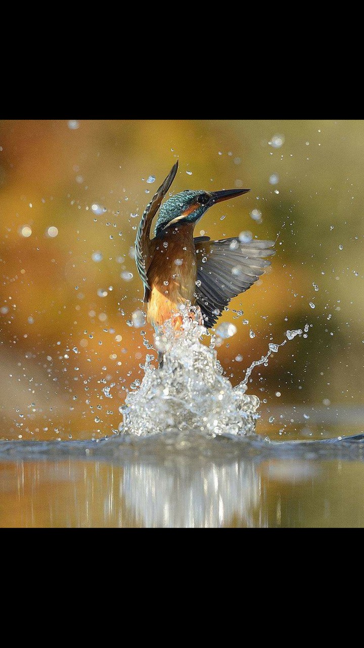 Kingfisher Bird