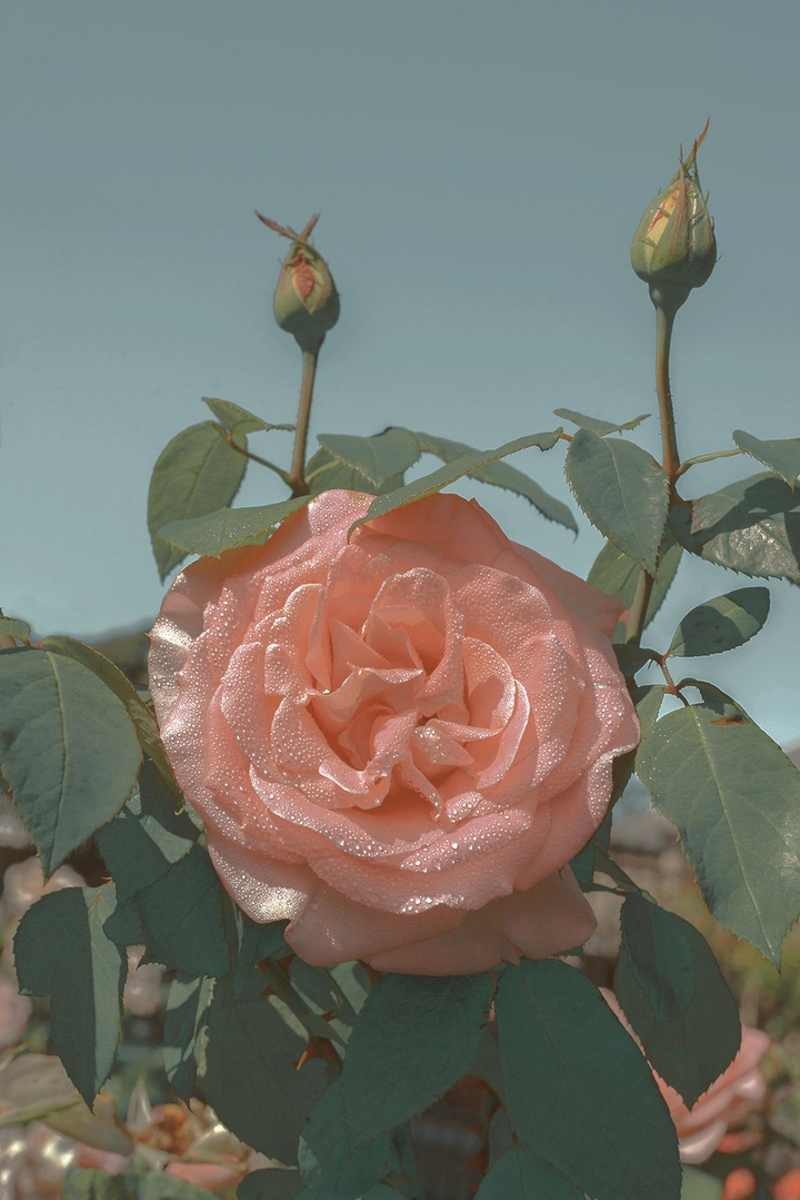 Rose