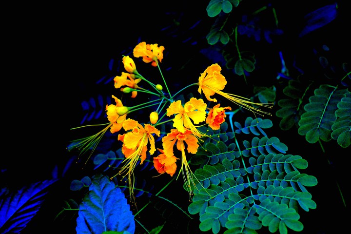 flower