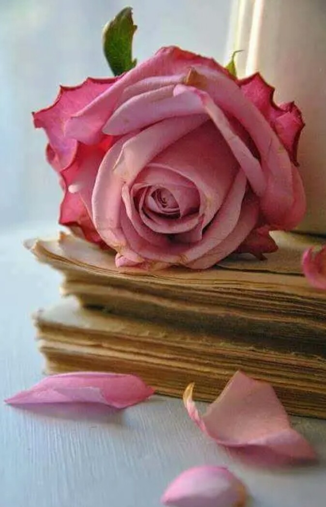 O velho livro e a rosa