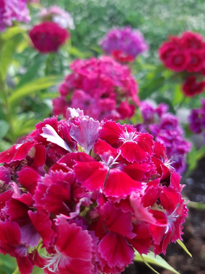 carnation