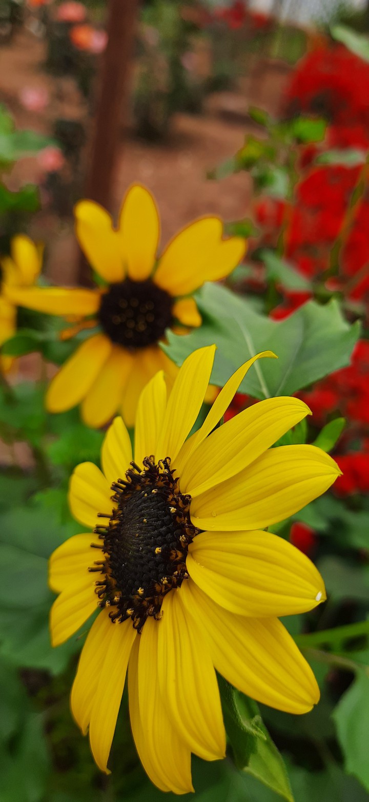 flower