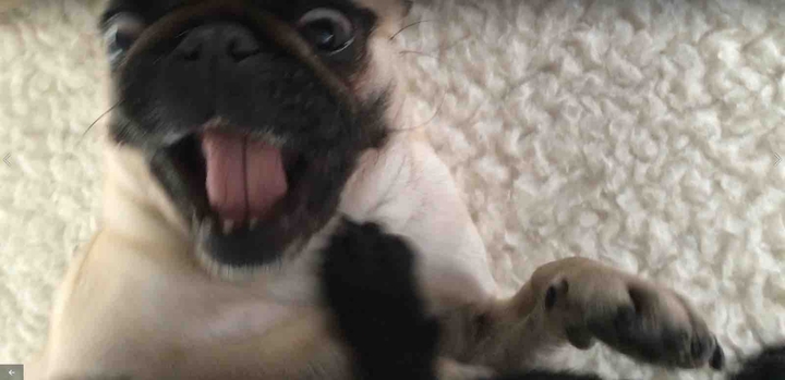 Hund