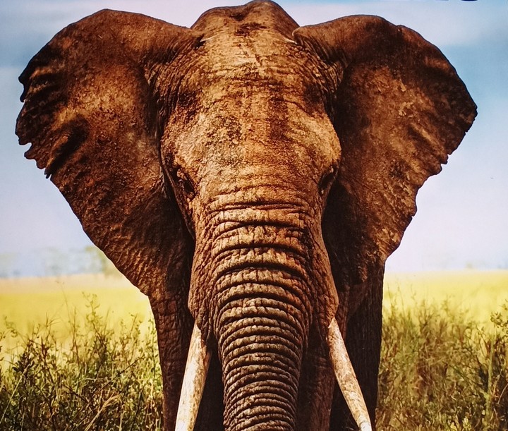 elephant