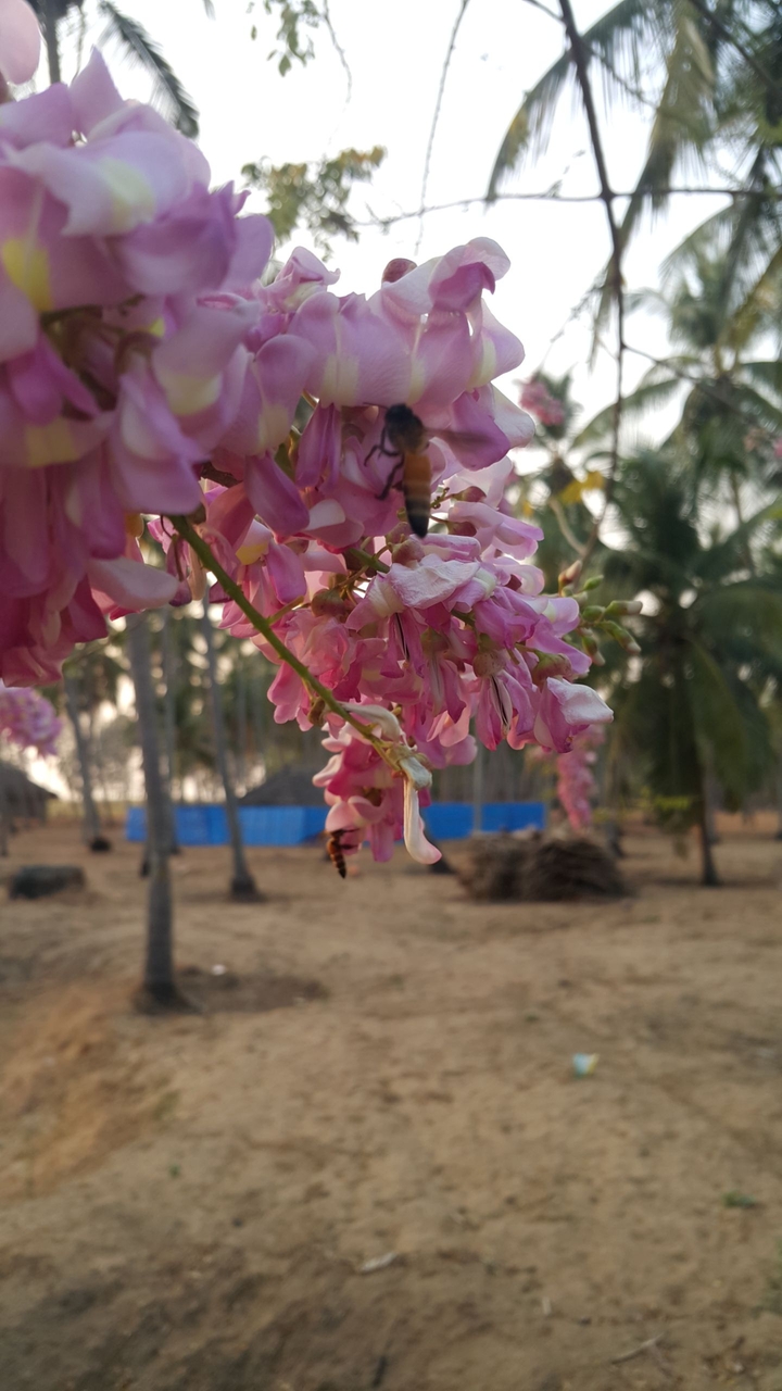 flowers