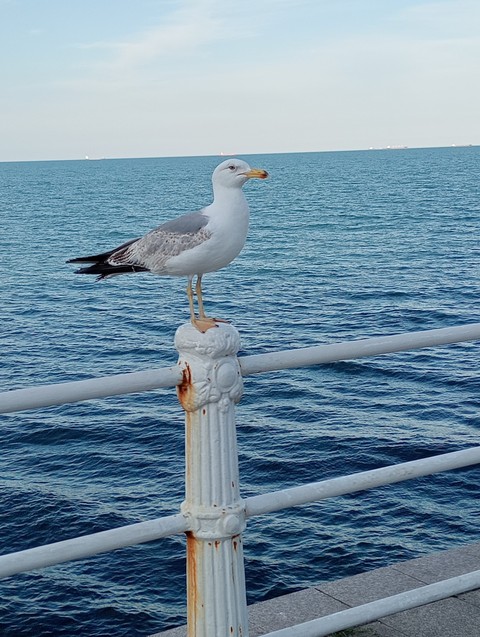 обои liquid, bird