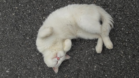 cute cat
