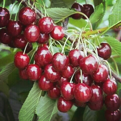 redberry wallpaper