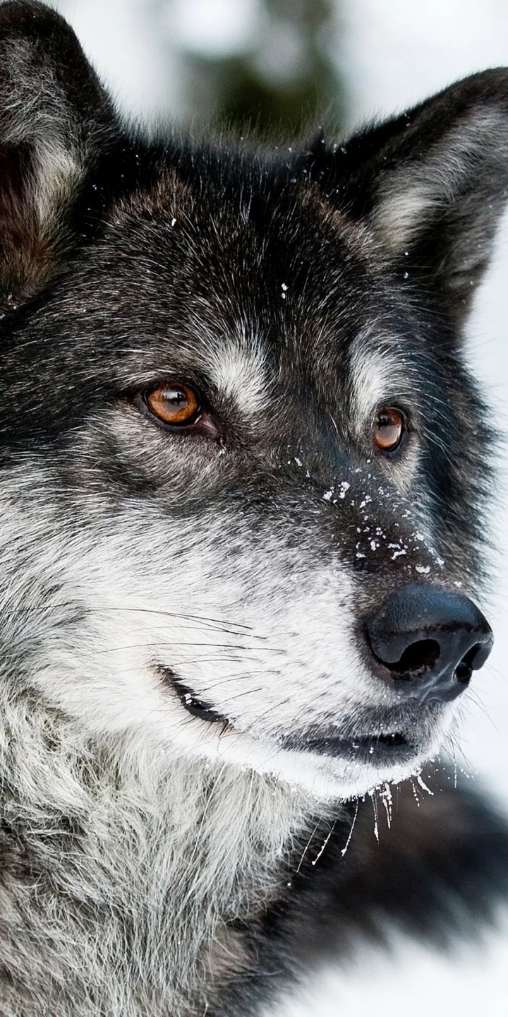 a wolf in snow