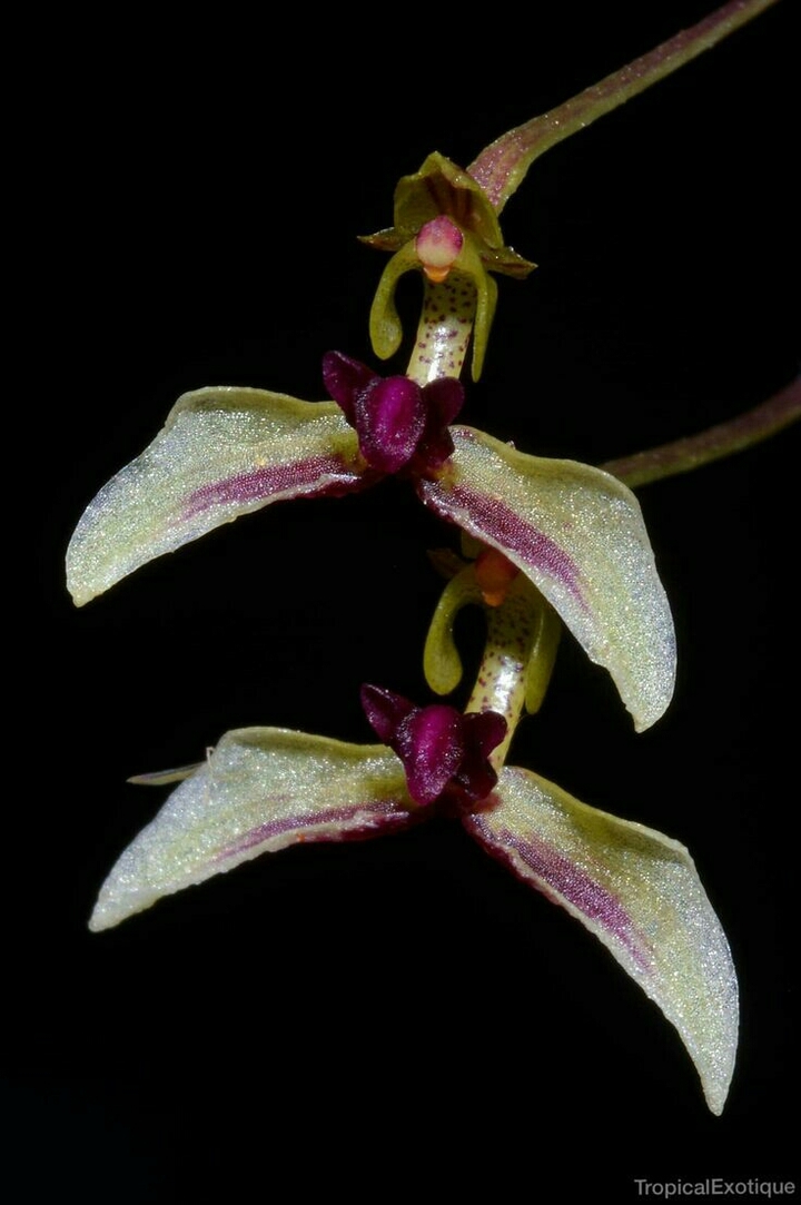 Orchid