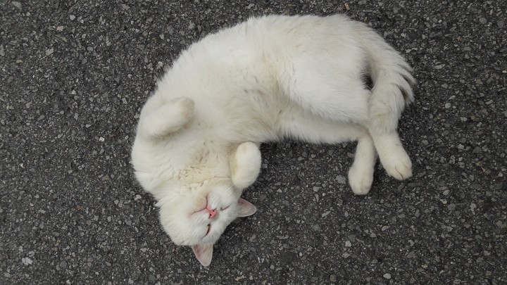 cute cat