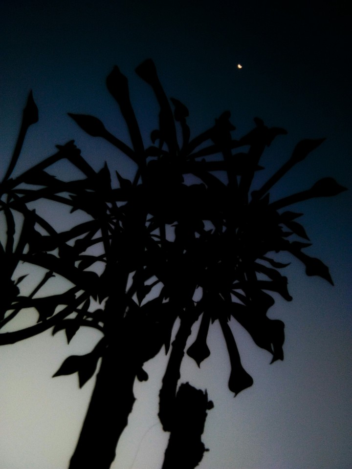 night