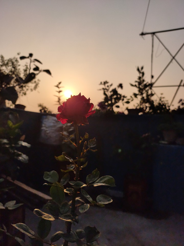 flower