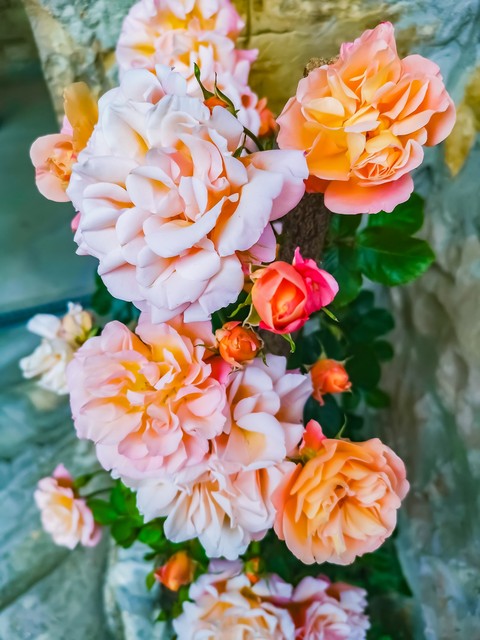 roses