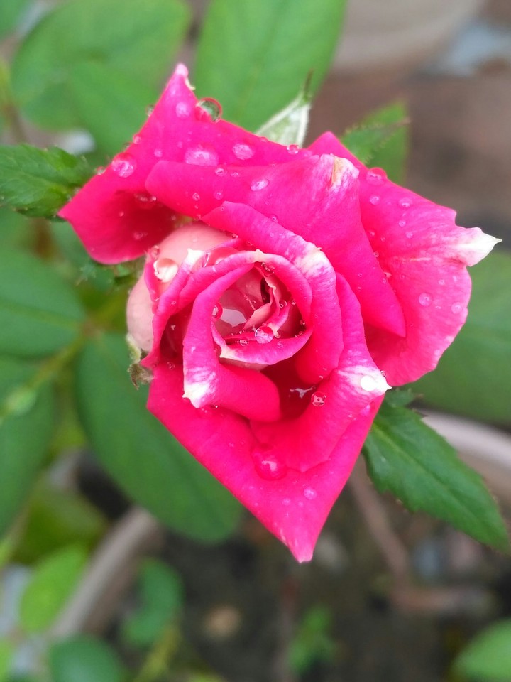 Pink rose