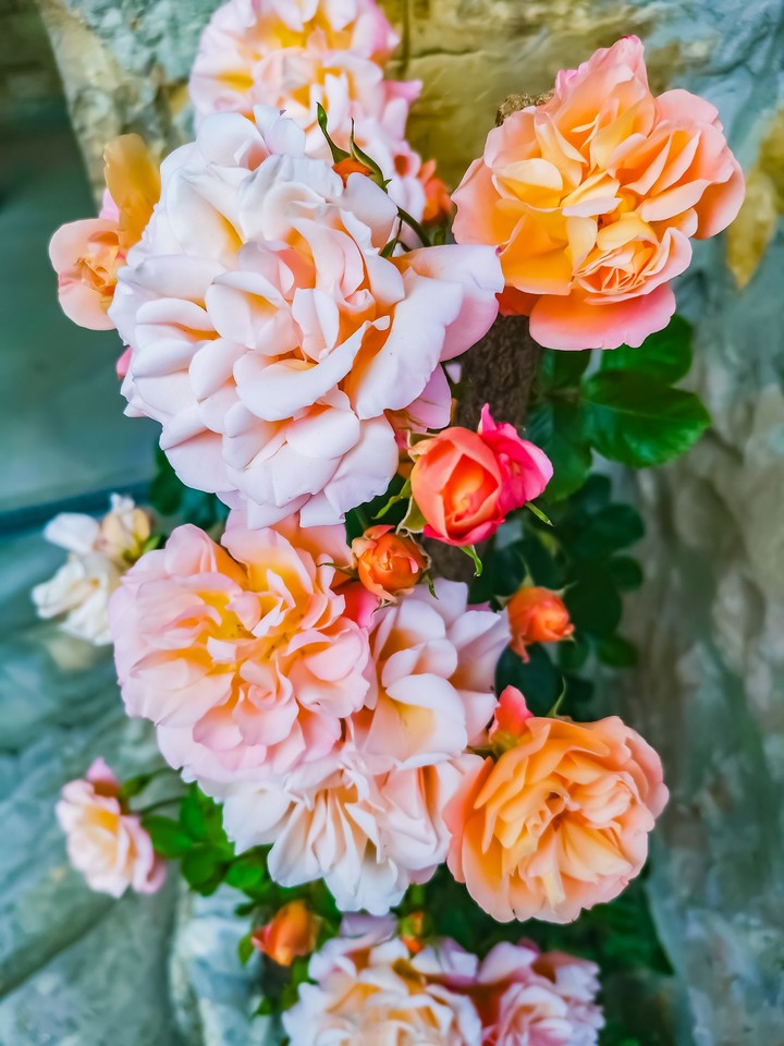roses